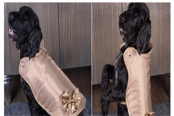 世界上最贵的狗夹克有多贵 最贵可达80万人民币