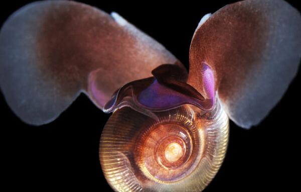 世界最奇怪的海洋生物，花帽水母（随食物大小调整身形）