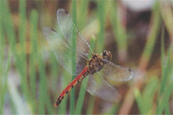 世界上最小的蜻蜓是什么 侏红小蜻（体长不到2厘米）