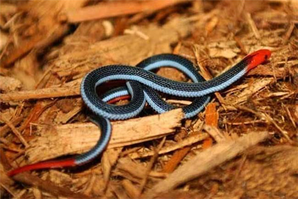 世界上最神秘莫测的蛇 蓝长腺珊瑚蛇（毒性强大行踪诡秘）
