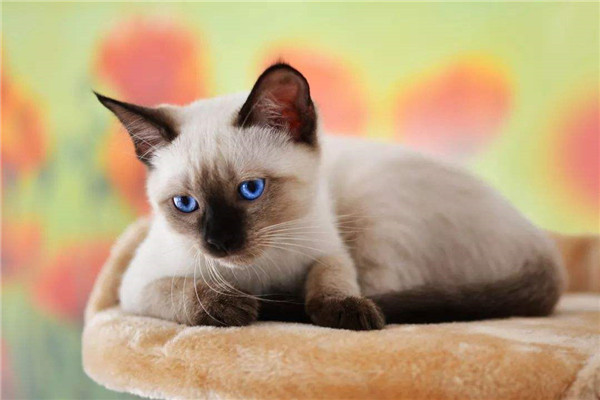 世界上最小的猫品种 新加坡猫的特点是什么