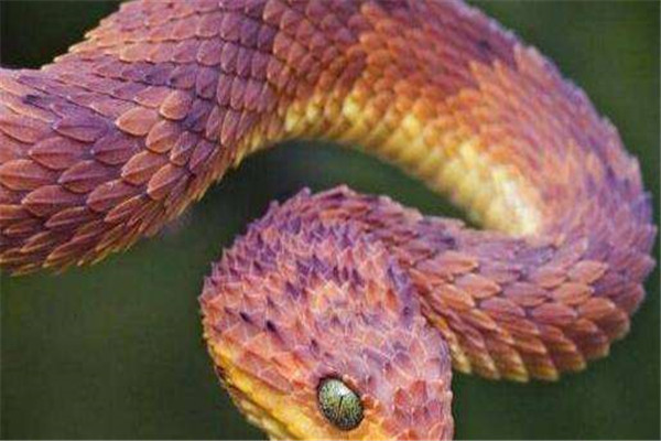 世界上最奇异的蛇 可以防蚊防虫的蛇（香蛇）