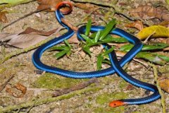 世界上最神秘莫测的蛇 蓝长腺珊瑚蛇（毒性强大行踪诡秘）