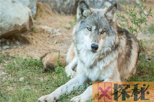 世界上最大的狼是什么 北美灰狼（成年体型达2米）