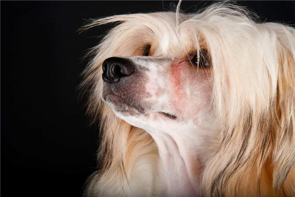 世界上最丑的犬种是什么 冠毛犬（只有头部四肢有毛）