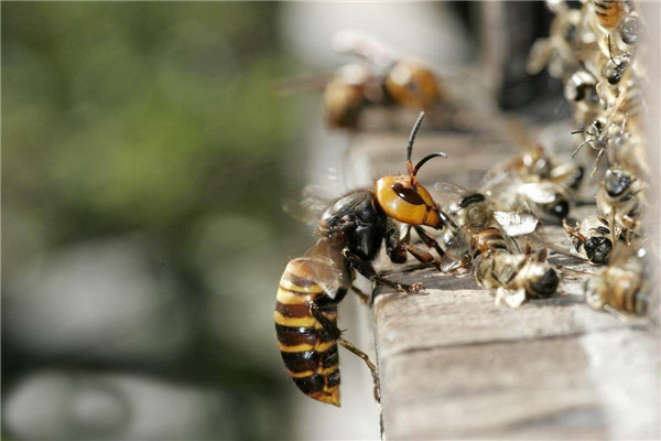 世界上最大的马蜂是什么 日本大黄蜂（比螳螂大一圈）
