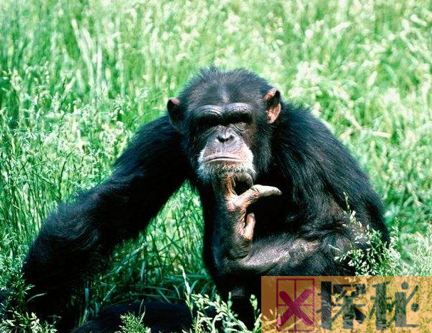 世界上第一个人从哪来的 猿猴进化(看完终于明白了）
