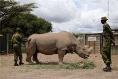 世界上最大的犀牛是什么 白犀牛（体重达3600千克）