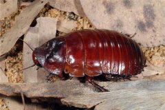 世界最大的蟑螂是什么 犀牛蟑螂（体长可达9厘米）