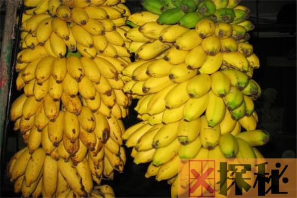 世界上最小的香蕉是什么 小米蕉（口感绵密可口）