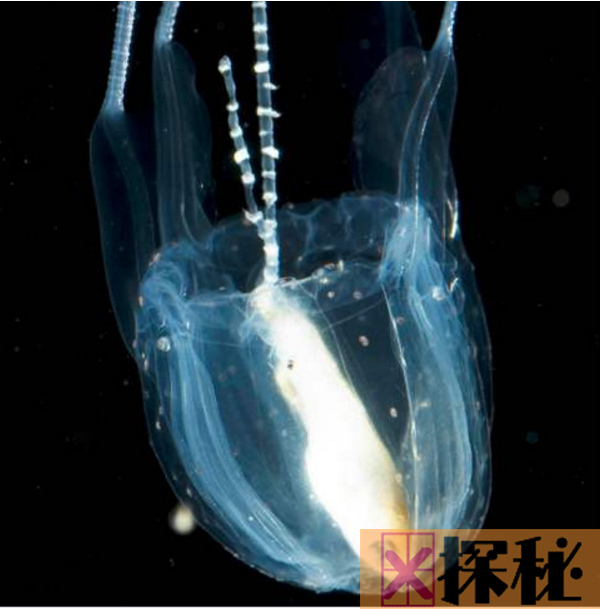 世界上最小的水母 伊鲁坎吉水母(不及人的指甲盖大)