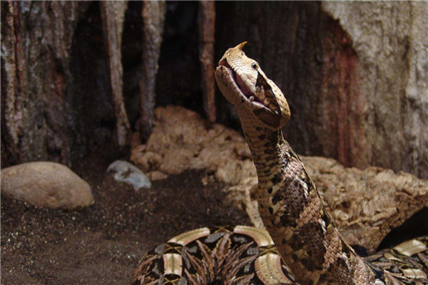 世界上毒牙最长的蛇是什么 加蓬蝰蛇（毒牙长毒液更强）