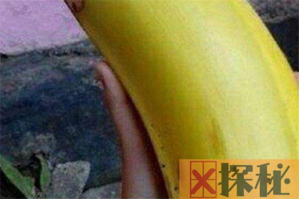 世界上最长的香蕉种类是什么 牛角香蕉（大概60cm）
