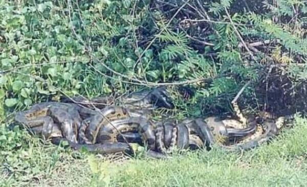 世界上最大的蛇排行，亚马逊森蚺现今第一（四川发现50米大蛇）