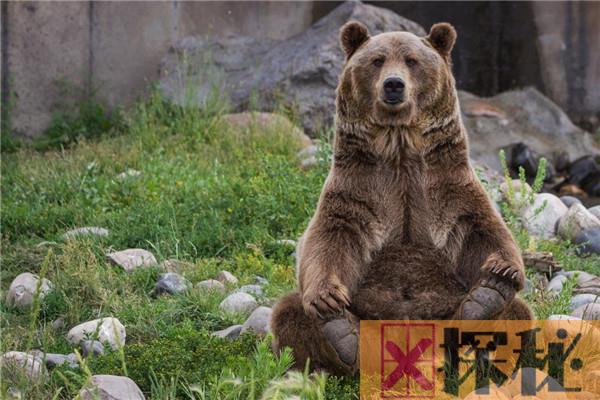 世界上最凶的熊是什么熊 生活在柯迪亚克岛上的棕熊