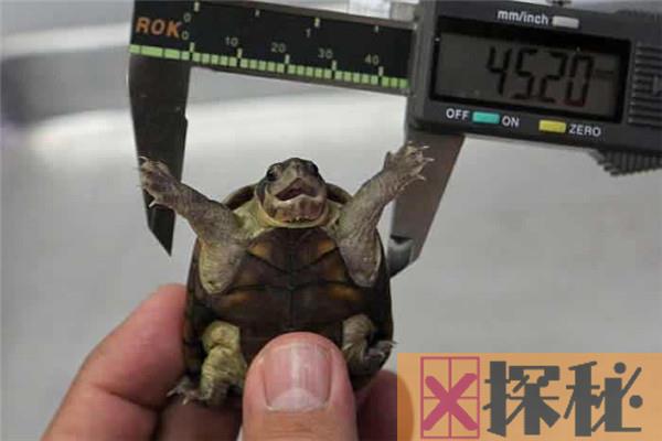 世界上最小的乌龟是什么 罗蒂岛蛇颈龟的生存环境如何