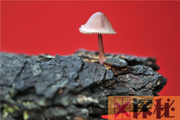 世界上最小的蘑菇是什么 小喷蘑菇（外表美丽实际带毒）