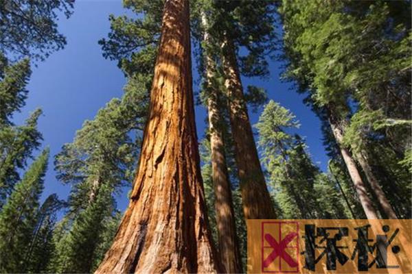 世界上最高的植物有多高 红杉（15-16米高左右）