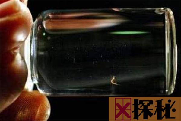 世界上最小的金鱼是什么 胖婴鱼（刚发现就濒临灭绝）