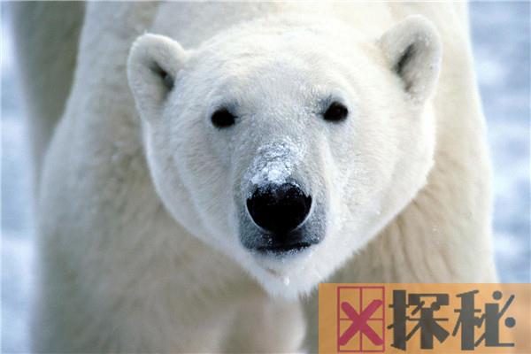 世界上最可怕的熊是什么 北极熊（表面可爱背后凶狠）