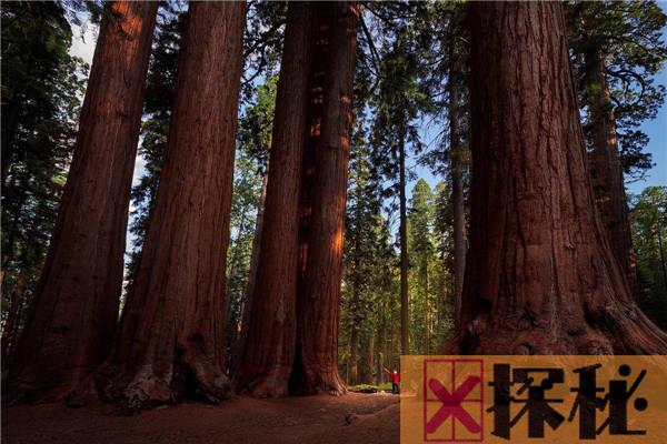 世界上最高的植物有多高 红杉（15-16米高左右）