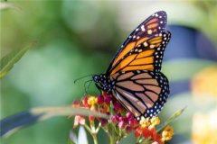 世界上最神秘的蝴蝶是什么 紫色帝王蝶（美丽的蝴蝶）