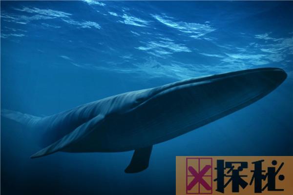 世界上最大的动物是什么 蓝鲸vs虎鲸哪个厉害