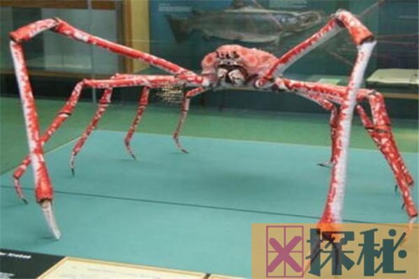 世界上最大的螃蟹王 杀人蟹的外貌特征是什么样
