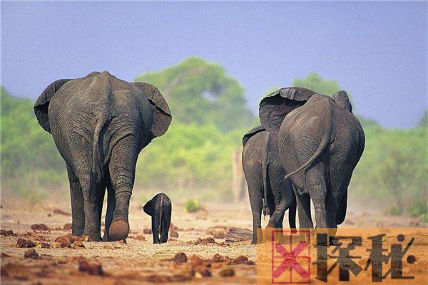 世界上最高的大象有多高 最高达4米有一层楼高