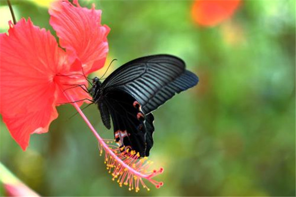 世界上最大的蝴蝶是南美凤蝶吗 南美凤蝶生存在哪里