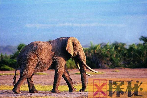 世界上最大的非洲公象有多重 非洲安哥拉象（重达13吨）