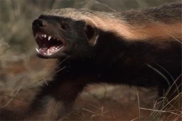 世界上最爱打架的动物 蜜獾打架没有怕过谁（爱打架）