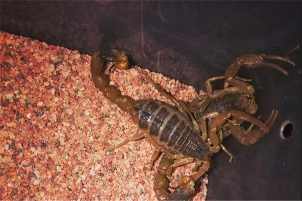 世界第二毒蝎是什么 东亚钳蝎（长相恐怖毒性很强）