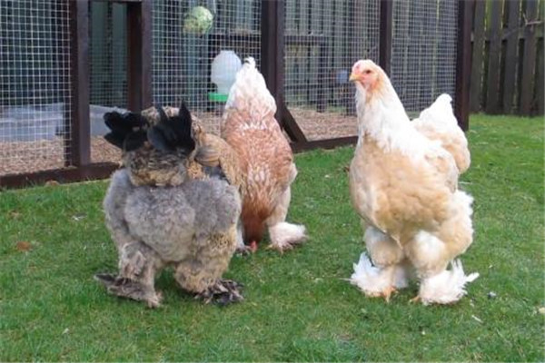 世界上最大的鸡是什么 婆罗门鸡为什么如此之大