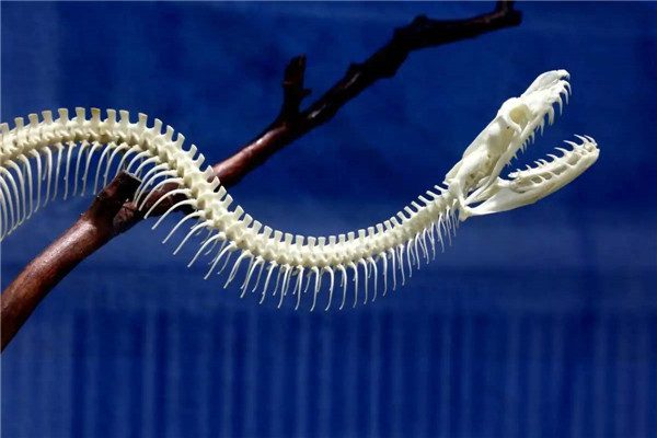 世界上年龄最大的蛇 绿茸线蛇（最长寿的至少1687岁）