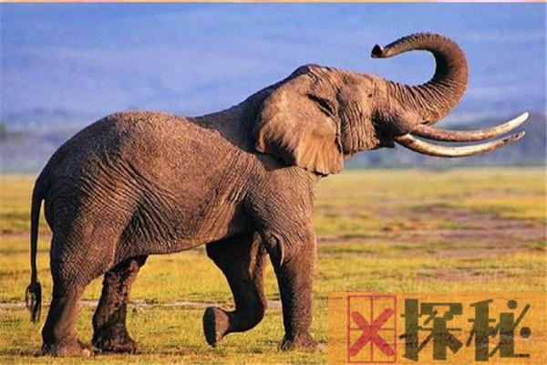 世界上最高的大象有多高 最高达4米有一层楼高