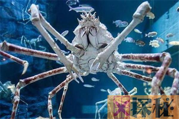 世界上最大的螃蟹王 杀人蟹的外貌特征是什么样