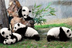 世界上最大熊猫有多重 最重有三百多斤圆润可爱