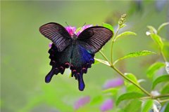 世界上最大的蝴蝶是南美凤蝶吗 南美凤蝶生存在哪里