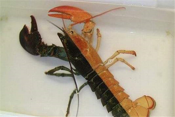 世界上最罕见的龙虾 为什么会出现双色龙虾
