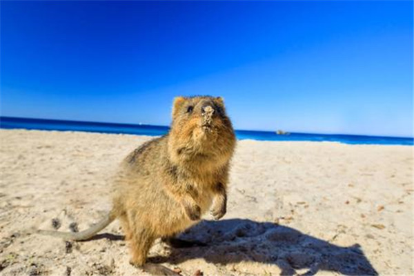 世界上最快乐的动物是什么 短尾矮袋鼠为什么如此的呆萌