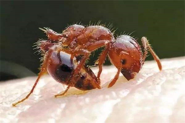 世界上最可怕的蚂蚁是什么 毒素非常强大的红火蚁
