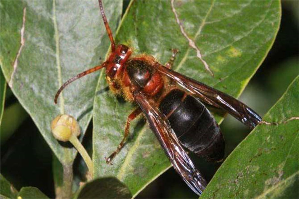 世界上最毒的毒蜂是什么 黑腹虎头蜂是什么品种