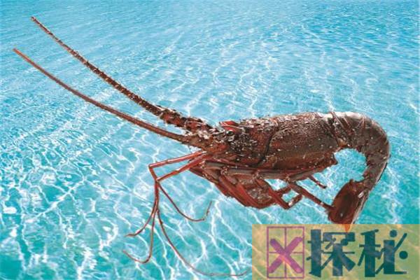 世界上最老的龙虾132岁 132岁的龙虾还能吃吗