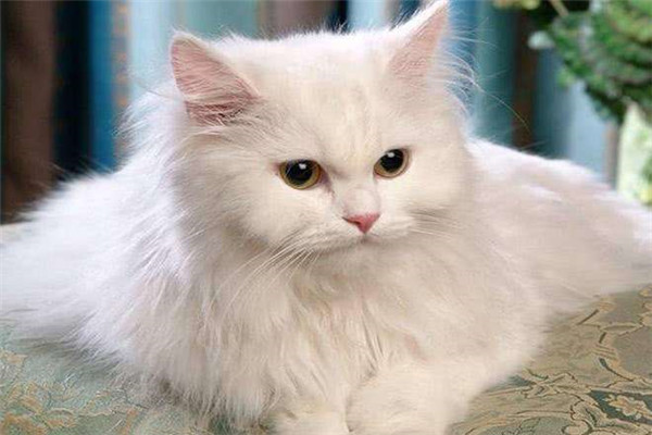 世界上最古老的长毛猫 安哥拉猫的特点是什么