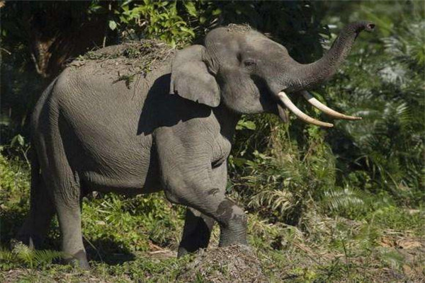 世界上最小的象是什么 揭开侏儒象的神秘面纱