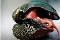 世界上最坚硬的蜗牛 麟角腹足蜗牛（子弹都打不透）