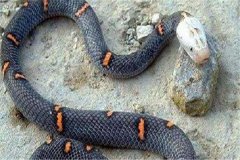 世界上最让人头疼的蛇 喜马拉雅白头蛇（相当迅猛的蛇）