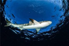 世界上最好斗的鲨鱼 牛鲨的战斗力为什么如此之强