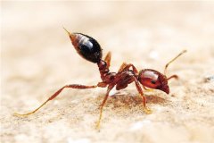 世界上最可怕的蚂蚁是什么 毒素非常强大的红火蚁